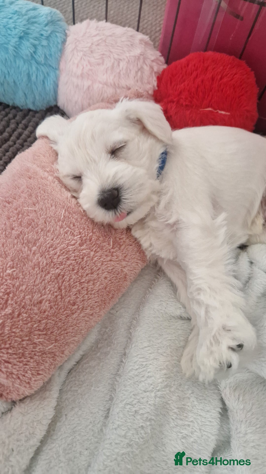 Miniature Schnauzer dogs for sale: Pure White Miniature Schnauzer puppies - Image 5