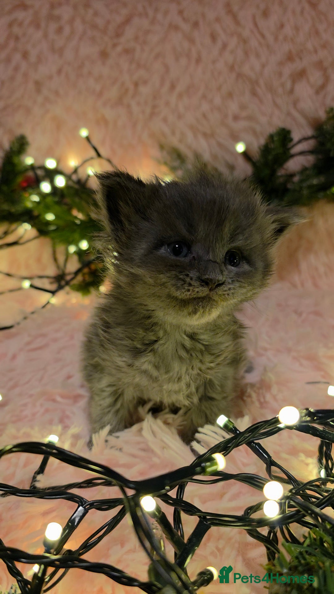 Maine Coon cats for sale: One beautiful tica female maine coon kitten left - Advert 21