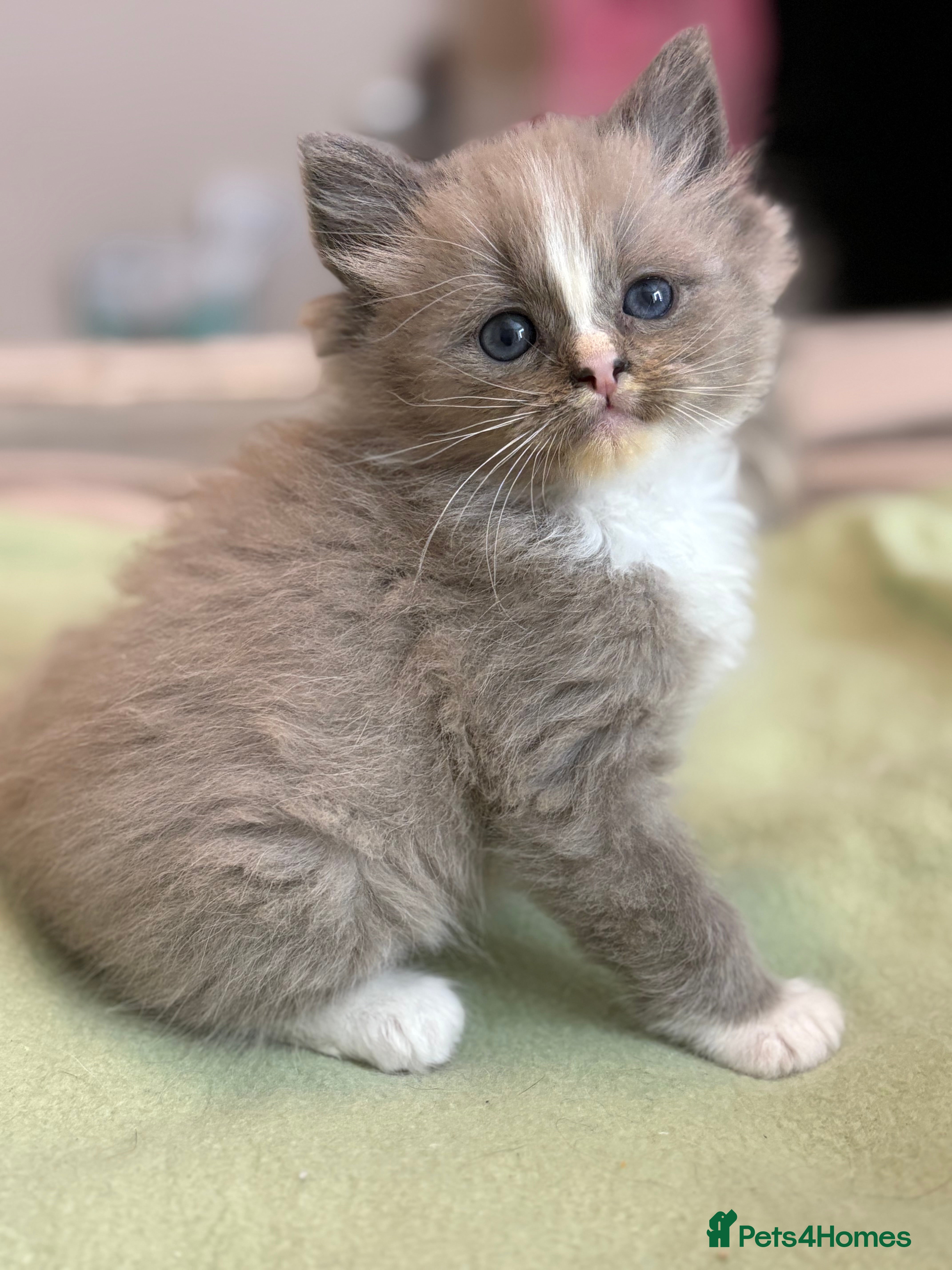 Ragdoll cats Tica Ragdoll kittens for homes 🤍 - Advert 3