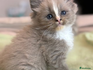 Ragdoll cats Tica Ragdoll kittens for homes 🤍 - Advert 3