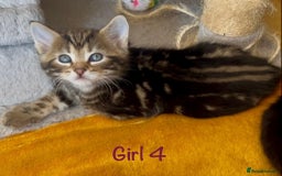 Bengal cats for sale: 3/4 Bengal - cross kittens  - Image 19