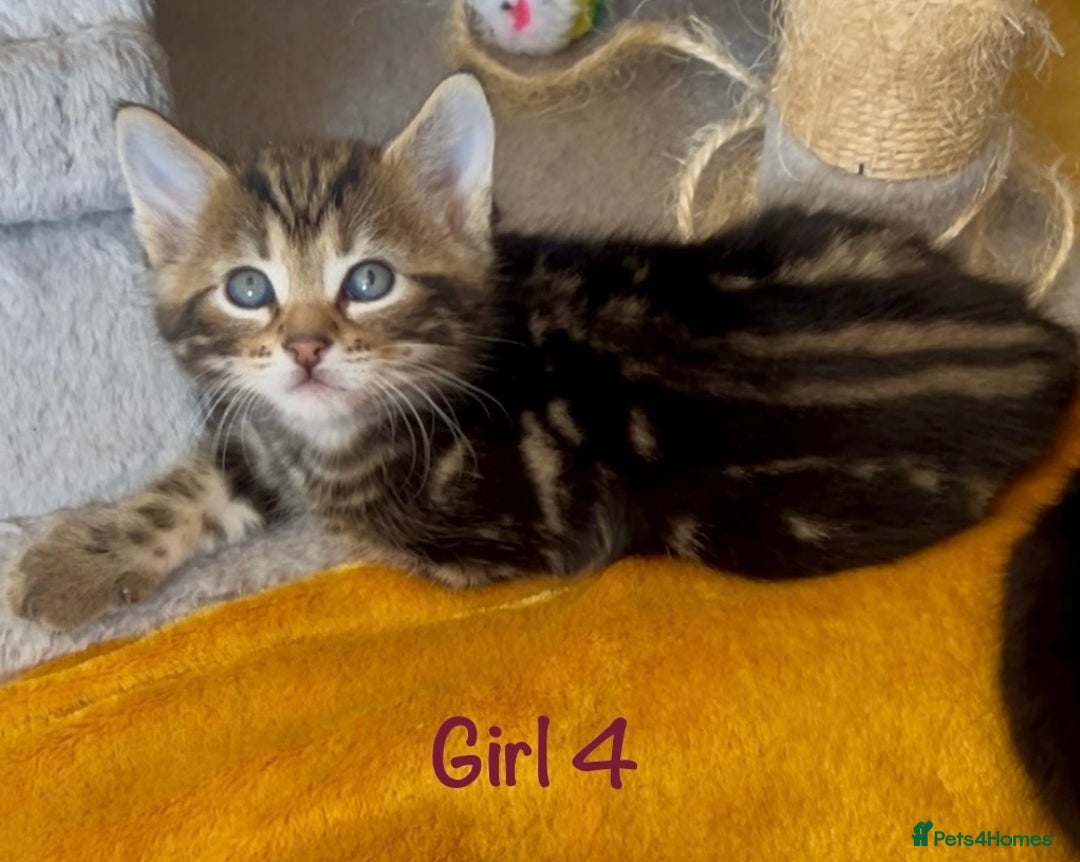 Bengal cats for sale: 3/4 Bengal - cross kittens  - Image 19