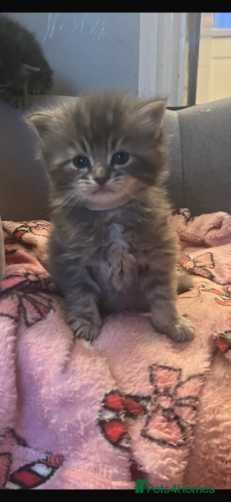 Maine Coon cats Gorgeous full breed Mainecoon kittens ready may 20 - Advert 5