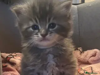 Maine Coon cats Gorgeous full breed Mainecoon kittens ready may 20 - Advert 5