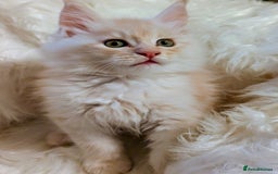 Maine Coon cats for sale: Main Coon kittens for sale  - Advert 7