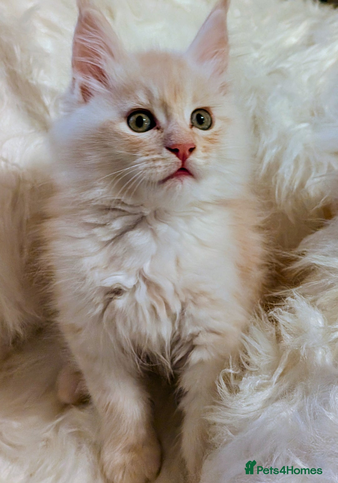 Maine Coon cats for sale: Main Coon kittens for sale  - Advert 7