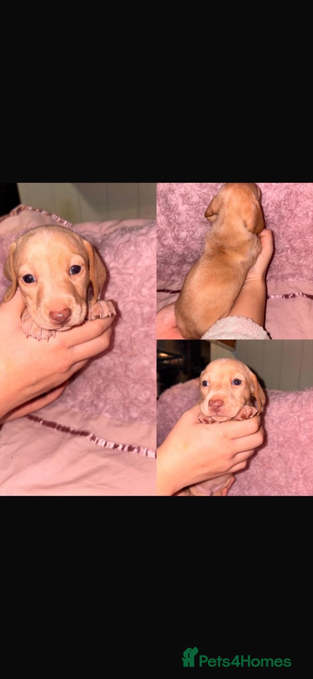 Dachshund dogs for sale: Beautiful Dashaund puppies  - Advert 7