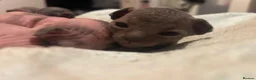 Sphynx cats for sale: Beautiful sphynx babies  - Advert 15