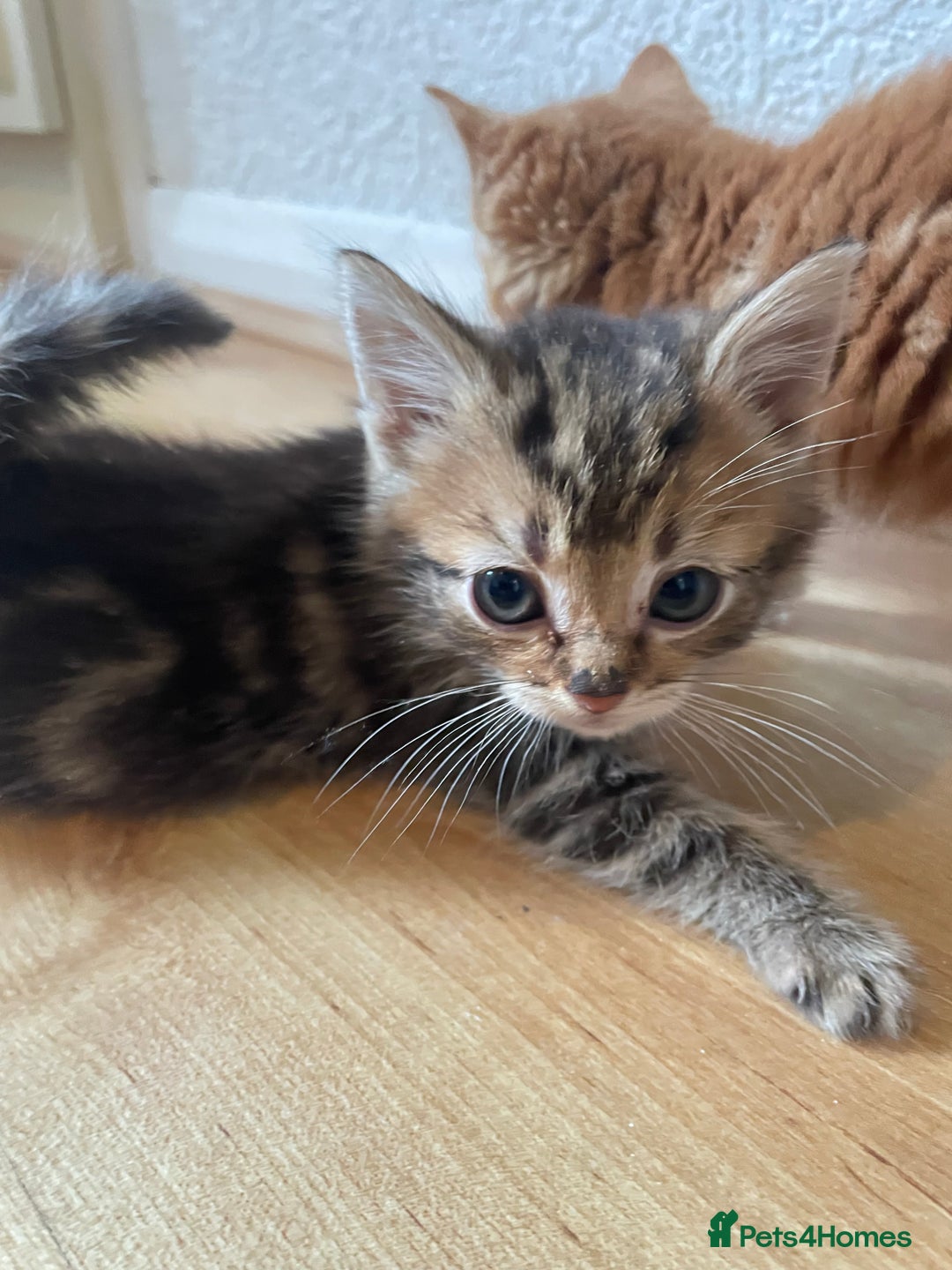 Domestic Shorthair cats for sale: 2 cute boy kittens looking for a forever home - Advert 4