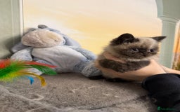 Exotic cats for sale: Exotic  - Advert 6