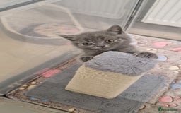 British Shorthair cats for sale: Chunky bsh kittens ready to leave now ❤️  - Image 12