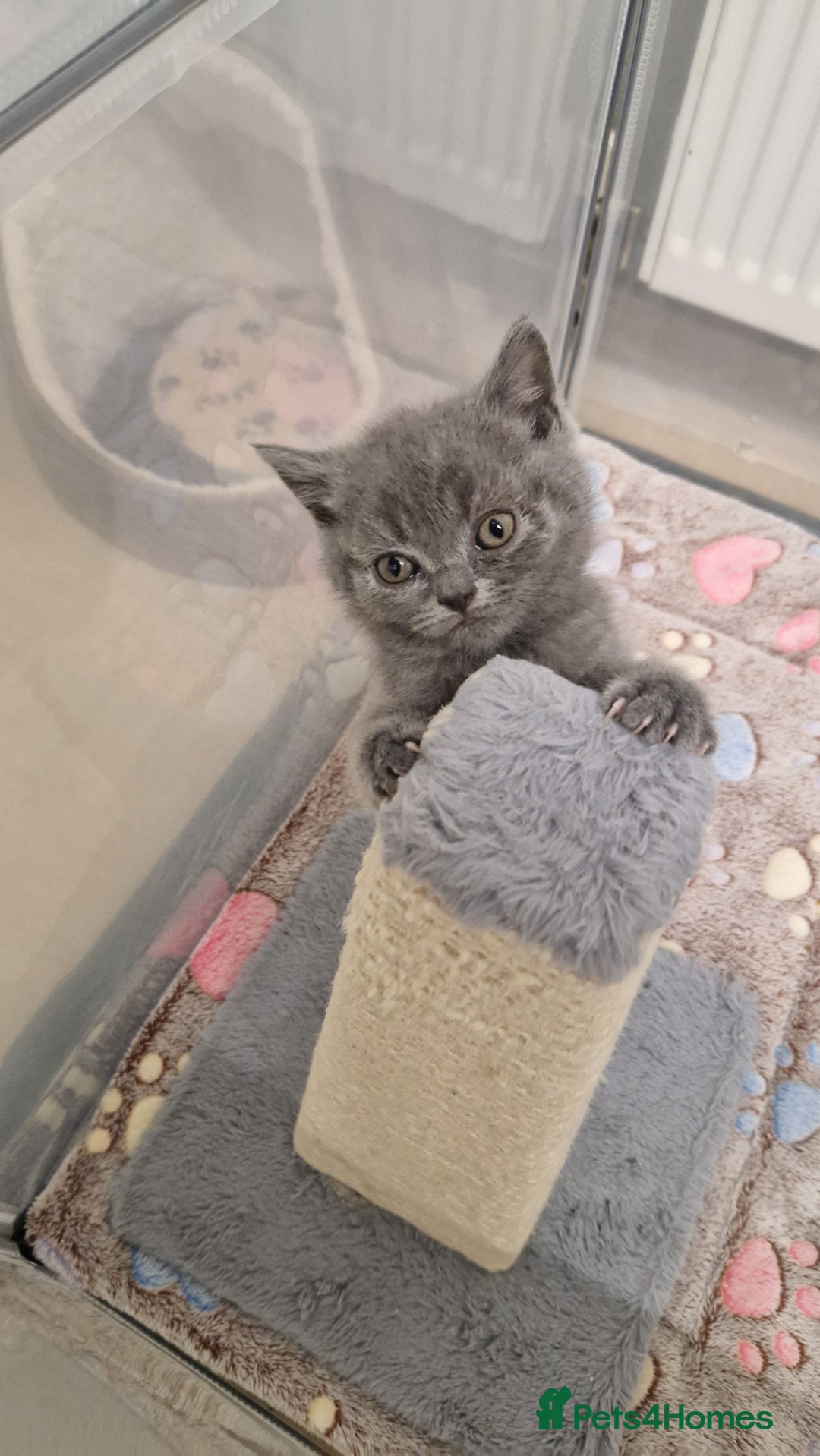 British Shorthair cats for sale: Chunky bsh kittens ready to leave now ❤️  - Image 12