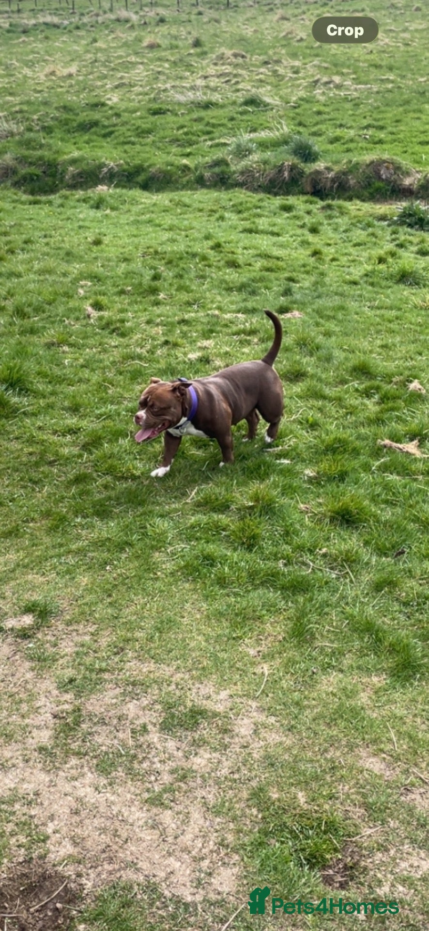 American Bully dogs Looking for there forever home - Advert 1