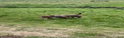 American Bully dogs for sale: Looking for there forever home - Advert 1