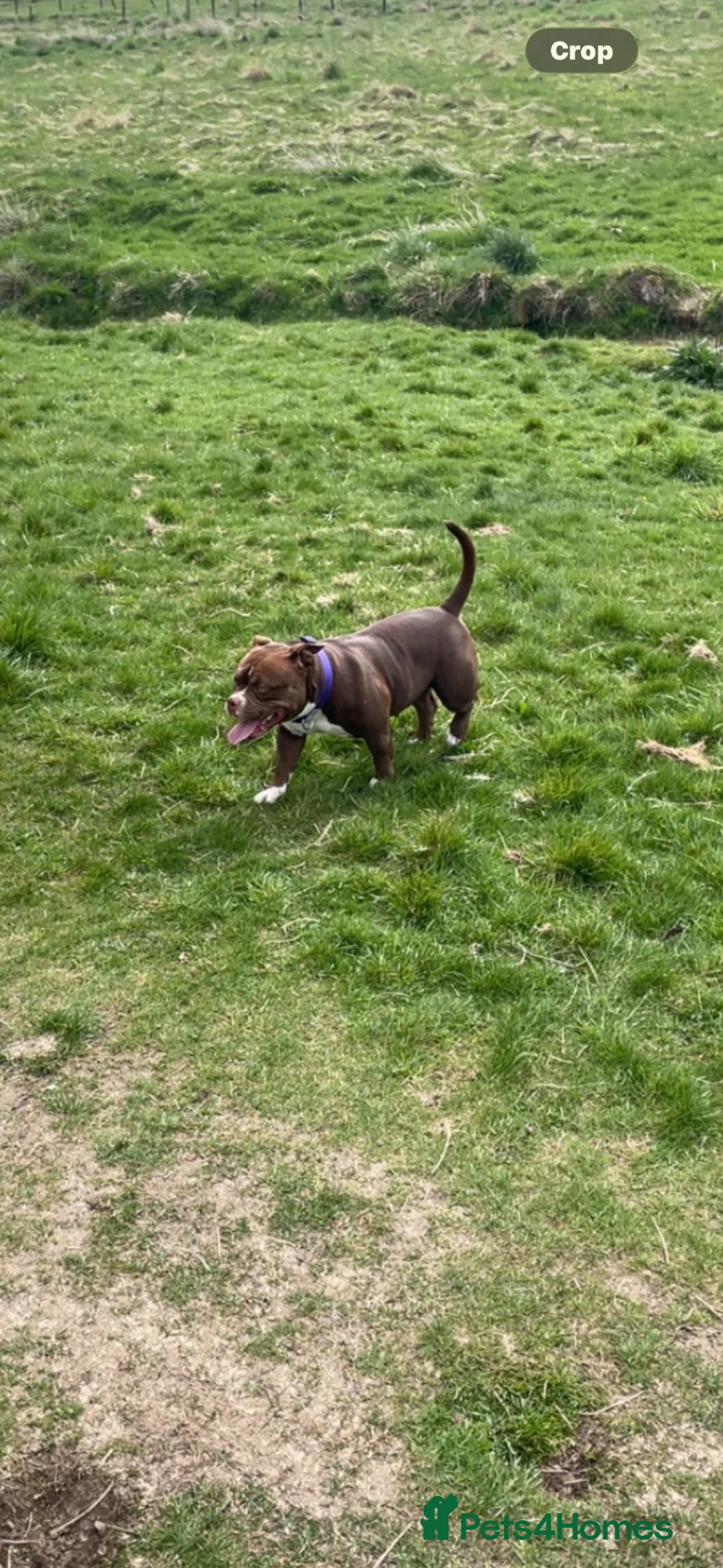 American Bully dogs for sale: Looking for there forever home - Advert 1