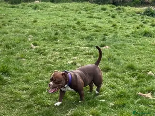 American Bully dogs Looking for there forever home - Advert 1