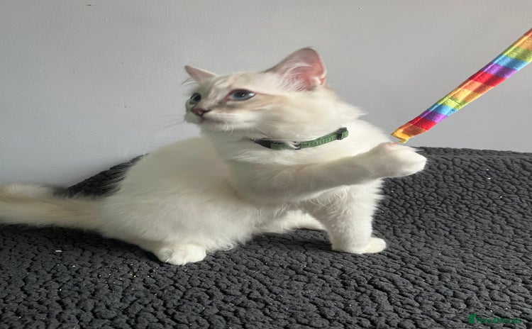 Ragdoll cats - Advert 1