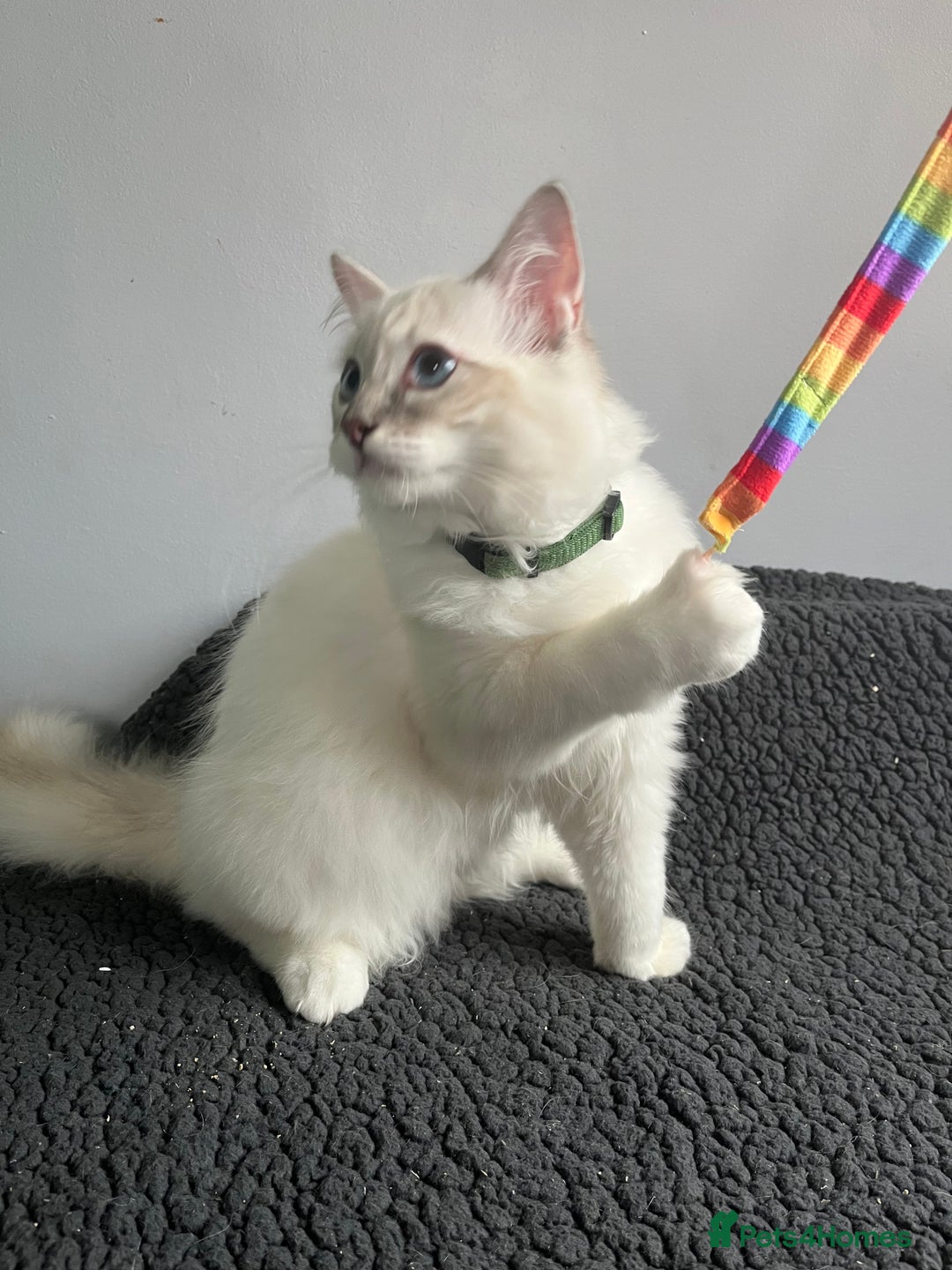 Ragdoll cats for sale: Ragdoll kittens - Image 1