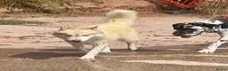 Siberian Husky dogs for sale: Farley - Advert 4