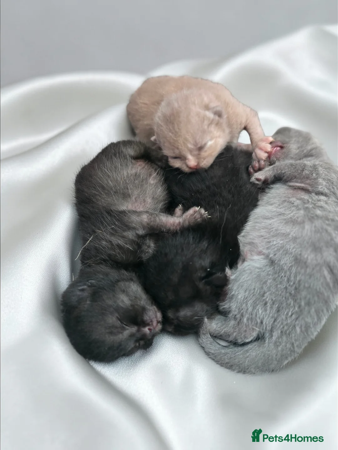 British Shorthair cats for sale: Beautiful kittens looking forever home 🏡 😍  - Advert 2