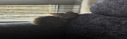 Mixed Breed cats for sale: 4 beautiful tabby and black kittens  in Birmingham - Advert 17