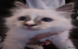 Ragdoll cats for sale: Beautiful Bluey  -unique little fluffy lovelies  - Image 14
