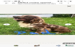 Cocker Spaniel dogs for sale: Working Cocker Spaniel Puppies - Advert 3