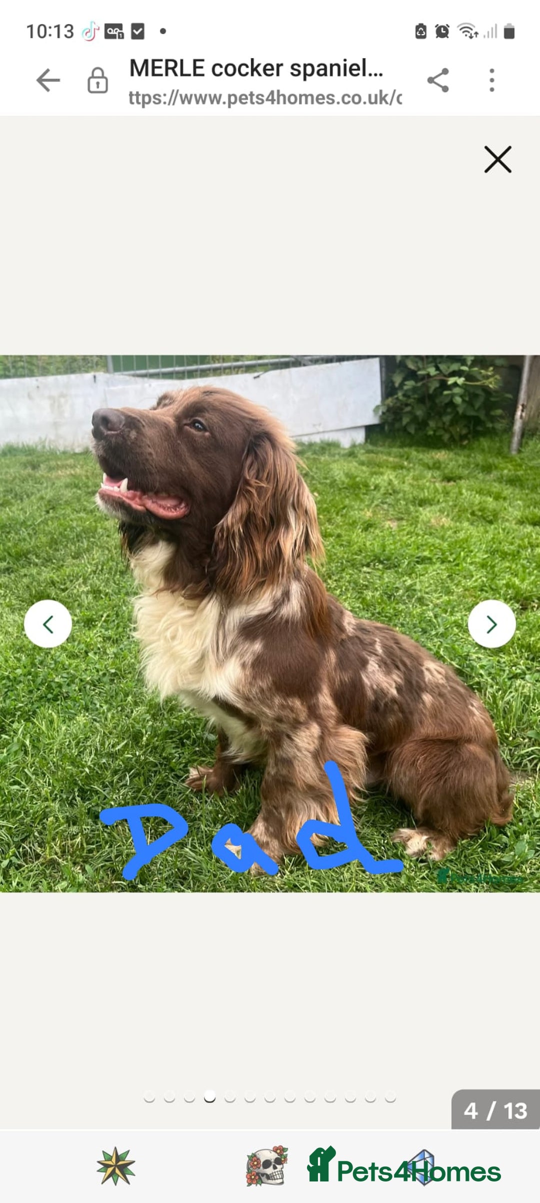 Cocker Spaniel dogs for sale: Working Cocker Spaniel Puppies - Advert 3