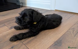 Miniature Schnauzer dogs for sale: Quality Mini Schnauzers - Image 14