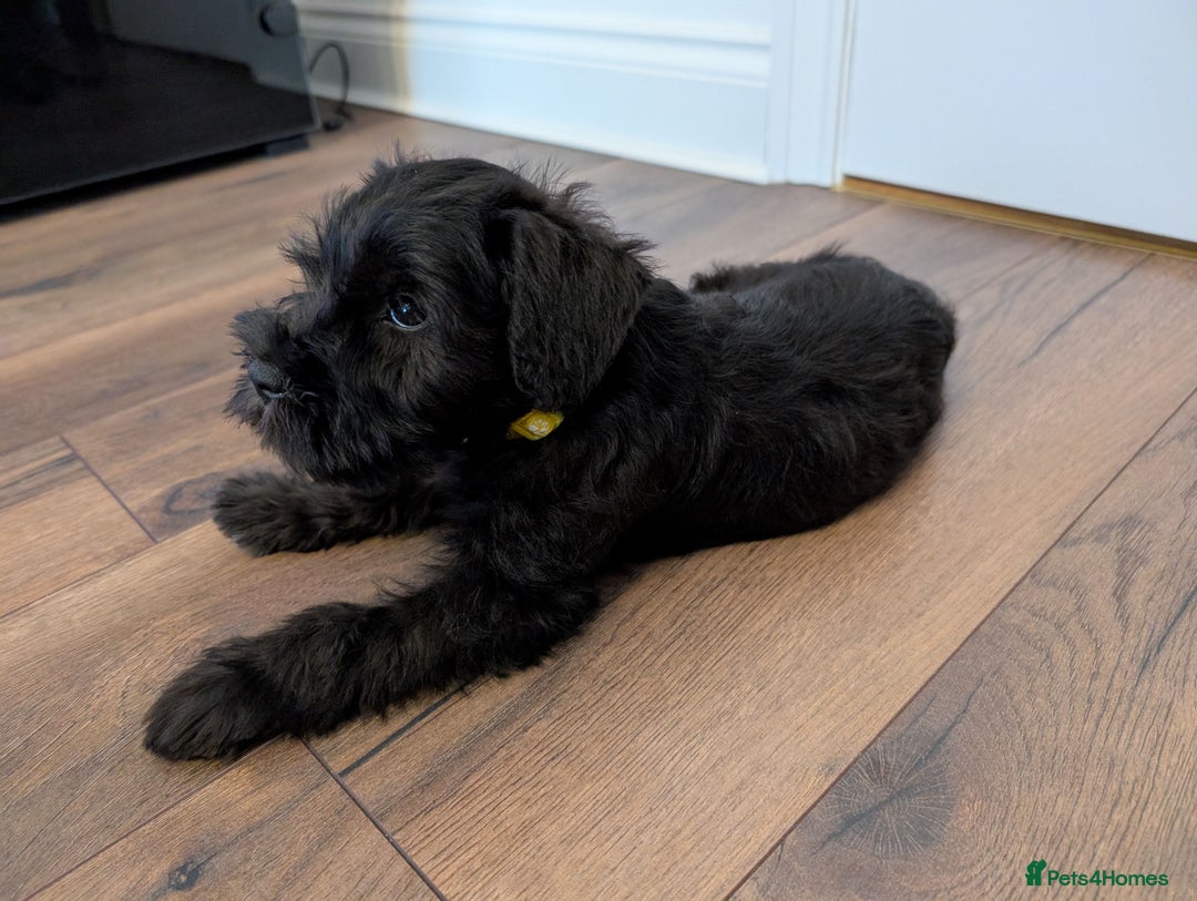 Miniature Schnauzer dogs for sale: Quality Mini Schnauzers - Image 14