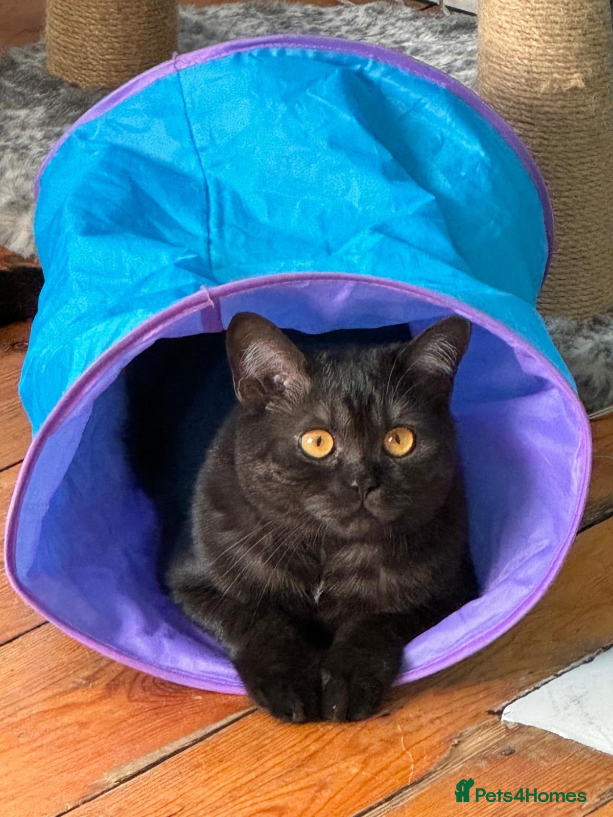 Mixed Breed cats Cat needs re homing  - Advert 1