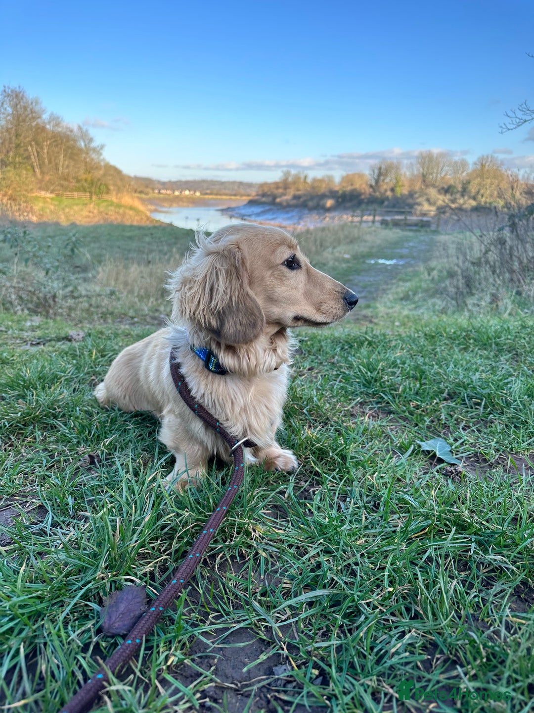 Miniature Dachshund dogs for stud: miniature longhaired dachshund for stud  in Newport - Advert 12