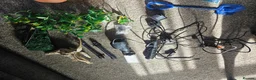 Terrapin reptiles for sale: Carolina diamondback terrapin (male) 1yr old in Coalville - Advert 4