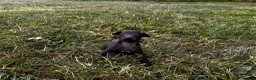 Italian Greyhound dogs for sale: KC Registered Italian Greyhounds Puppies - Advert 10