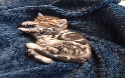 Mixed Breed cats for sale: Kittens  - Image 7