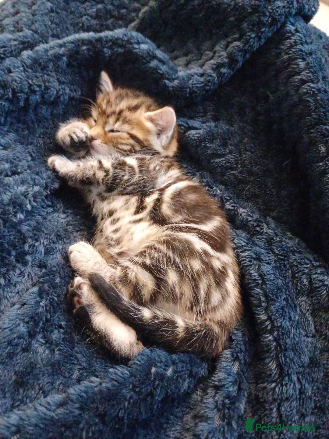 Mixed Breed cats for sale: Kittens  - Image 7