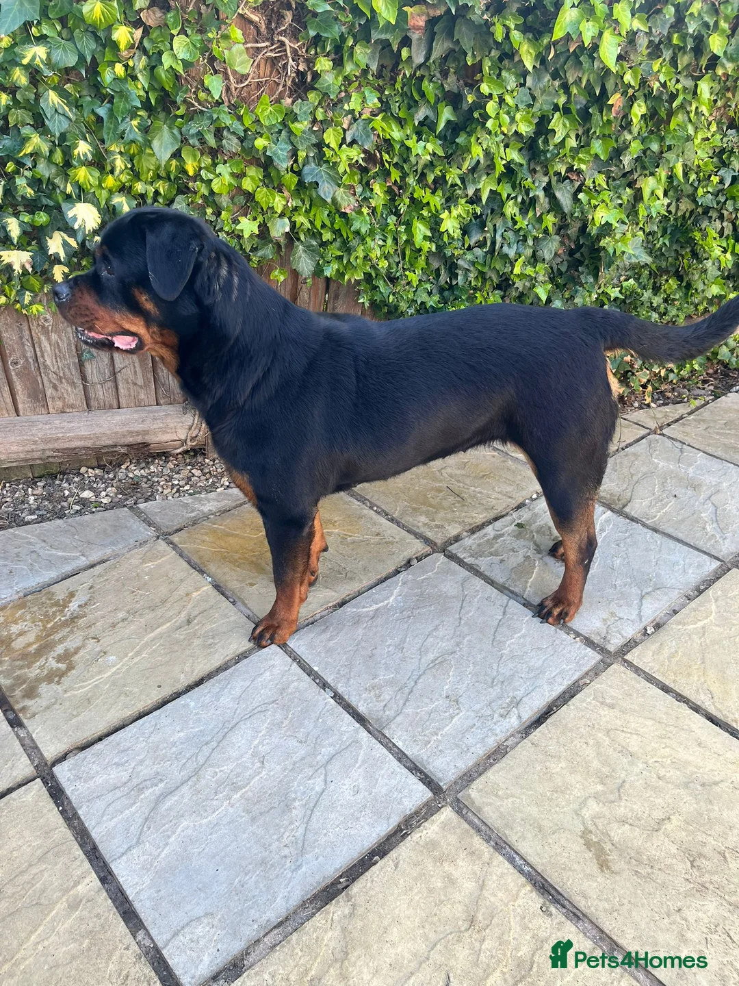 Rottweiler dogs for sale: 3yr old female rottweiler  - Advert 2