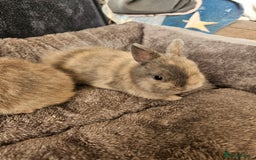 Netherland Dwarf rabbits for sale: Harlequin Netherland Dwarf boys - Advert 5