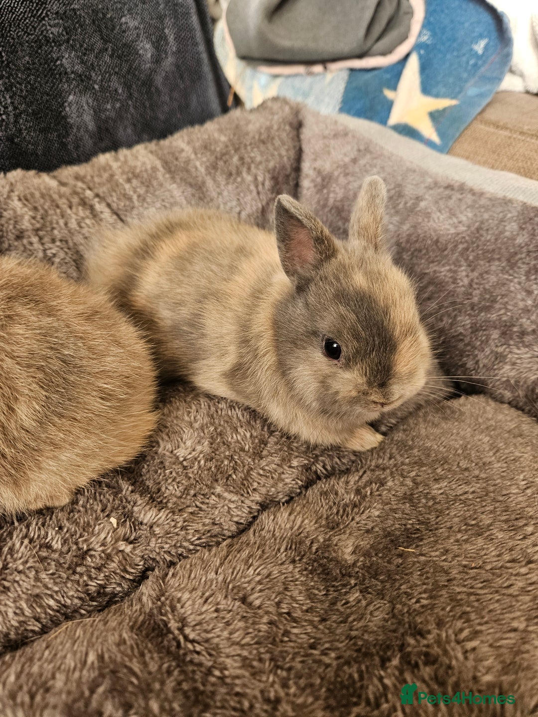 Netherland Dwarf rabbits for sale: Harlequin Netherland Dwarf boys - Advert 5