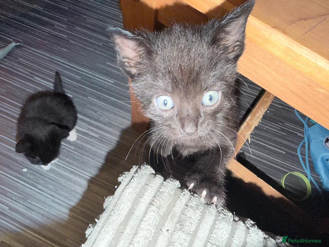 Mixed Breed cats for sale: 6 male kittens  in Stevenage - Advert 9