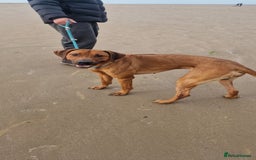 Rhodesian Ridgeback dogs for sale: Two stunning kc registered boys ready to leave  - Image 6