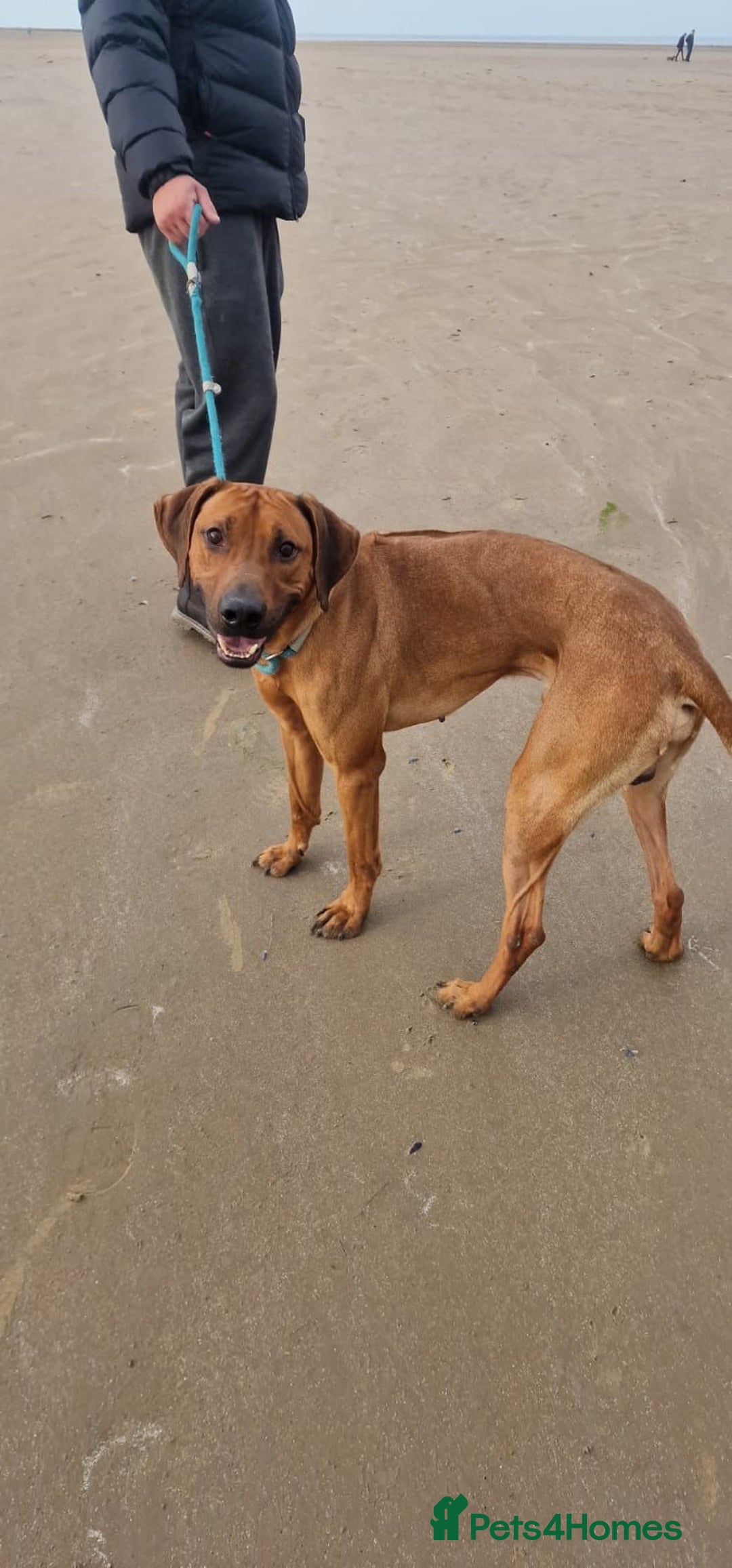 Rhodesian Ridgeback dogs for sale: Two stunning kc registered boys ready to leave  - Image 6