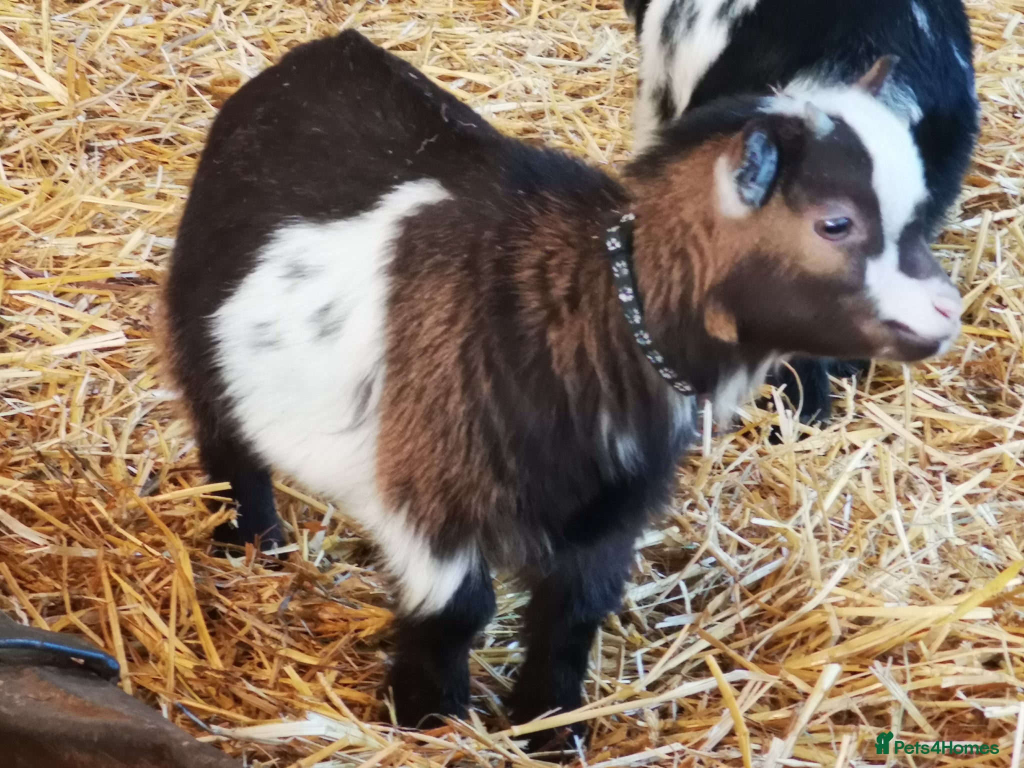 Goats livestock Gorgeous Wether Pygmy goat kids for Sale.  - Advert 2