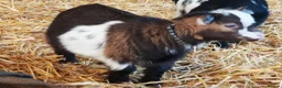 Goats livestock for sale: Gorgeous Wether Pygmy goat kids for Sale.  - Advert 2