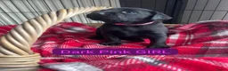 Labrador Retriever dogs for sale: KC BLACK LARBRADOR PUPPIES - Advert 19