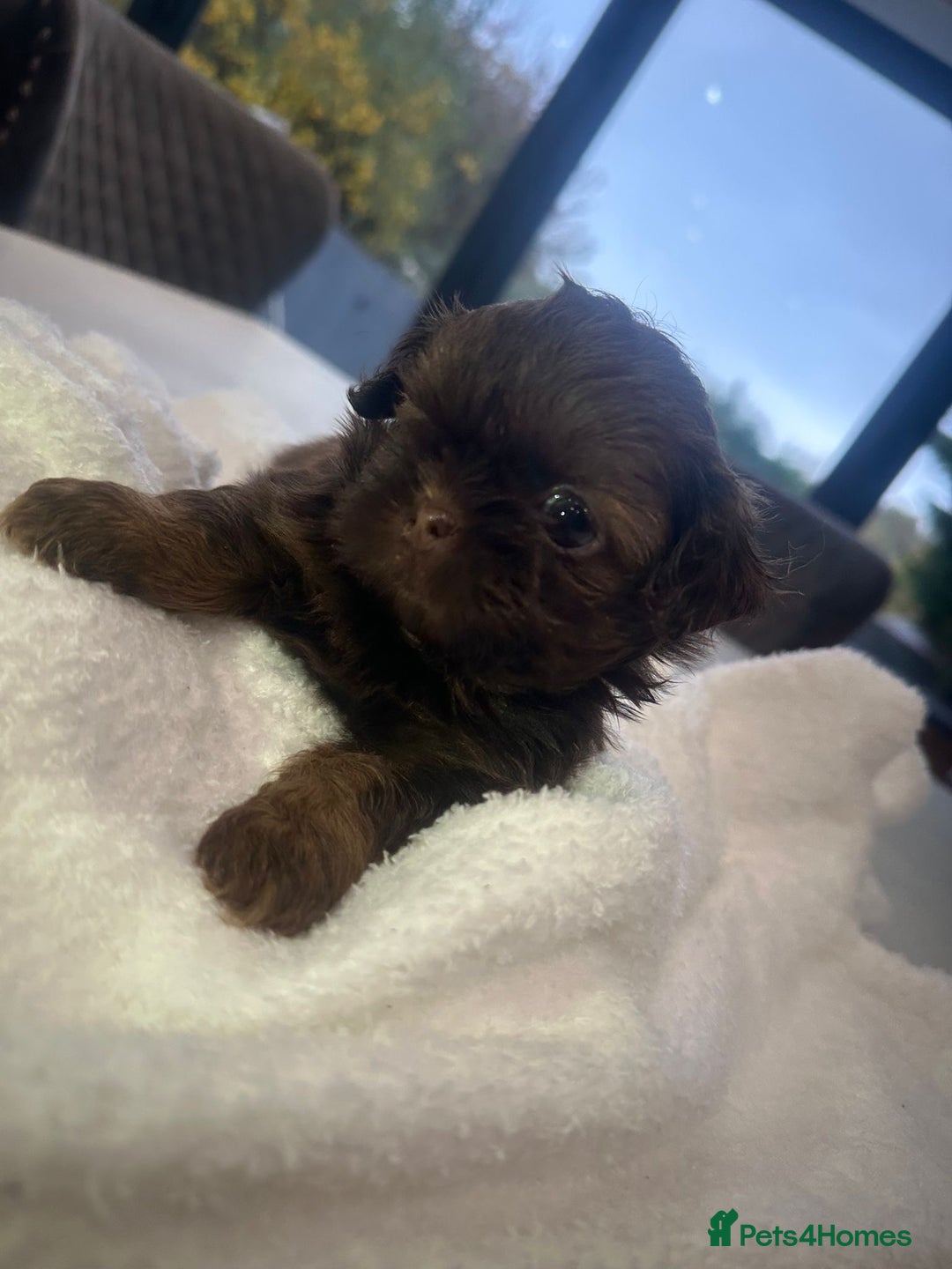 Shih Tzu dogs for sale: 🐶Imperial ShihTzu Puppies–Exceptional Bloodline🐶 - Image 26