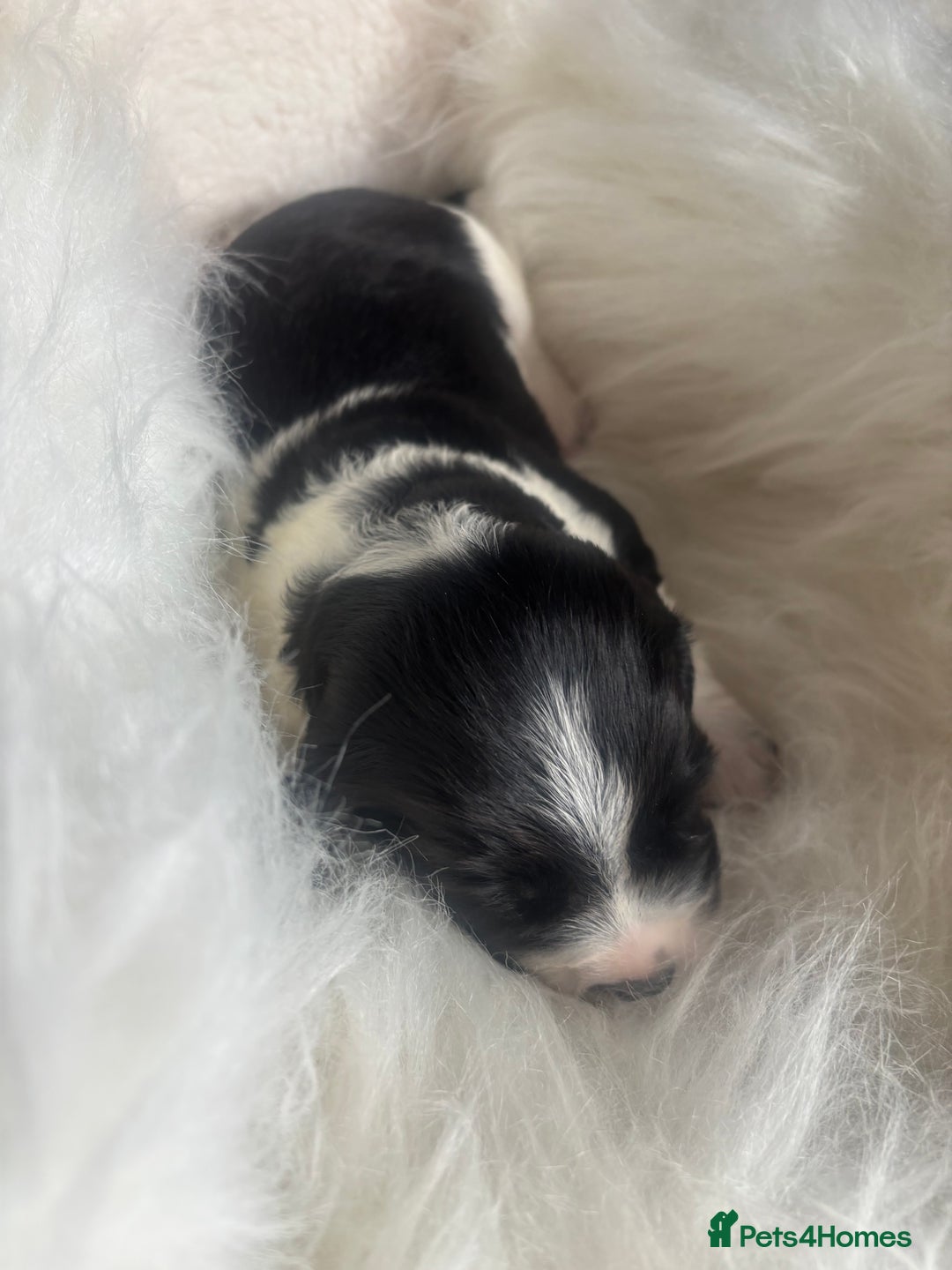 Sprocker dogs for sale: VET CHECKED HEALTHY AND READY TO LEAVE  - Advert 17