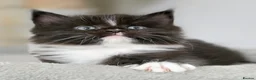 Maine Coon cats for sale:  Maincoon girls. parents  HCM, SMA, PK-DEF N/N - Advert 4