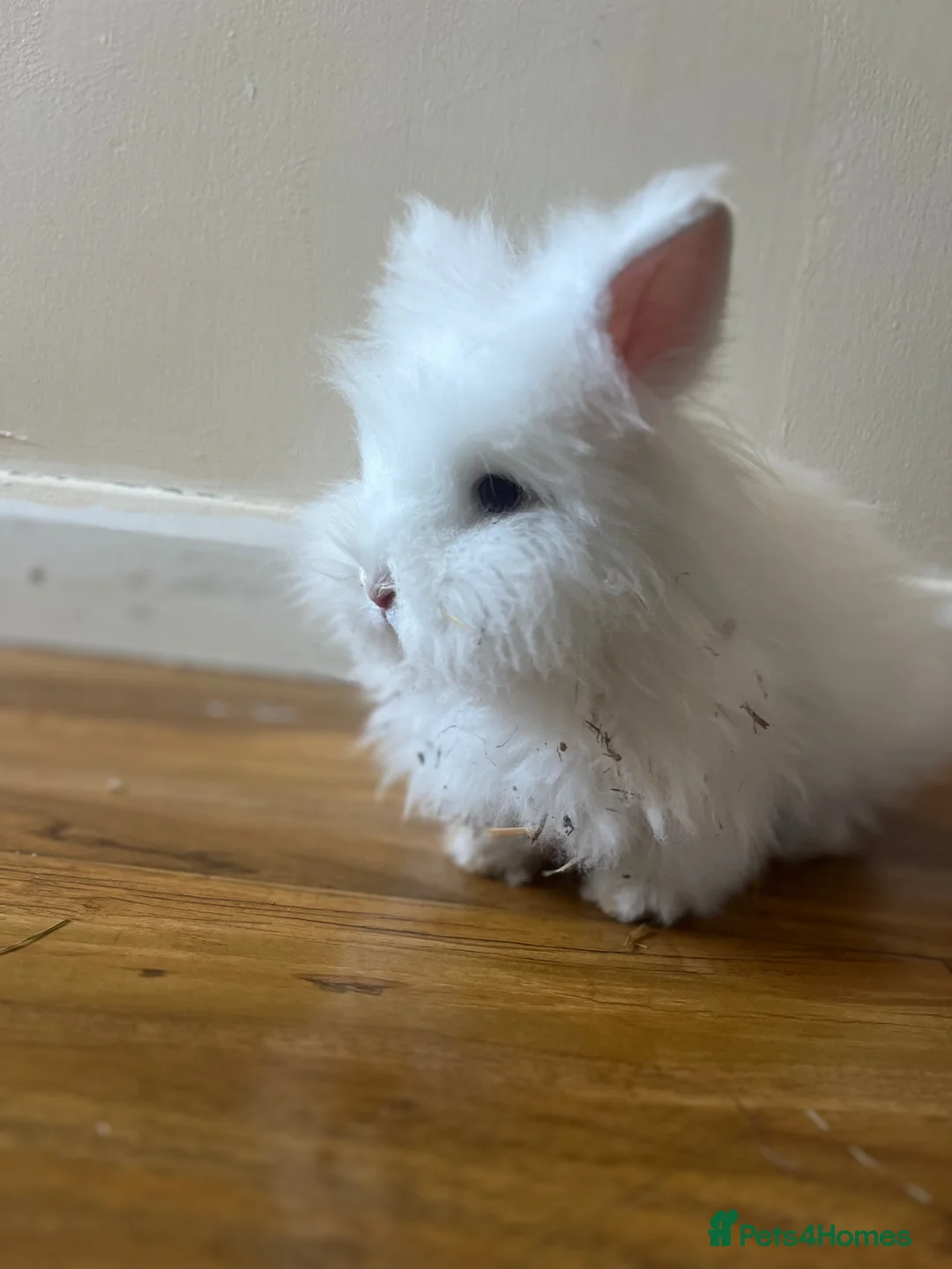 Mixed Breed rabbits for sale: Cute bunnies - Advert 1