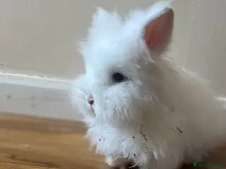 Mixed Breed rabbits Cute bunnies - Advert 1